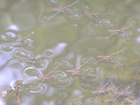 Wasserläufer (Gerris lacustris)