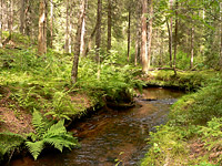 森林的河