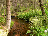 Rivière en forêt