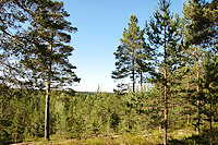 Pine expanse