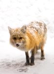 赤狐 (Vulpes vulpes fulvus)