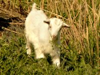 Goat (Capra aegagrus hircus)