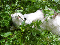 Kissa (Felis silvestris catus)