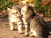 Chat domestique (Felis silvestris catus)