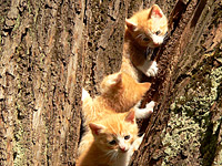 Cat (Felis silvestris catus)