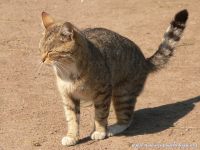 Кошка домашняя (Felis silvestris catus)