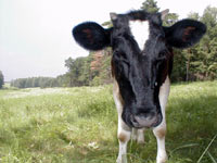 Cow (Bos taurus taurus)