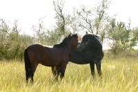 Домашняя лошадь (Equus ferus caballus)