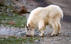 Rocky Mountain goat (Oreamnos americanus)
