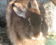 Mountain Hare (Lepus timidus)