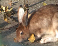 Заяц-беляк (Lepus timidus)