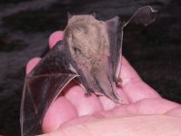 Pipistrello di Nathusius (Pipistrellus nathusii)