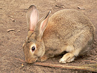Кролик европейский (Oryctolagus cuniculus)