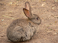 Кролик европейский (Oryctolagus cuniculus)