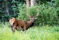 Rocky Mountain Elk (Cervus canadensis nelsoni)