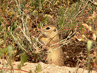 Spotted Souslik, Speckled Ground Squirrel (Spermophilus suslicus)
