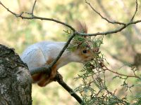 Europäische Eichhörnchen (Sciurus vulgaris)