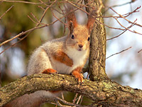 Squirrel (Sciurus vulgaris)