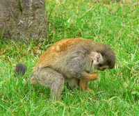 Mono ardilla común (Saimiri sciureus)