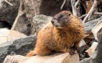 Marmotta dal ventre giallo (Marmota flaviventris)