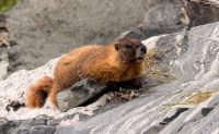 黃腹土撥鼠 (Marmota flaviventris)