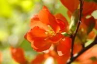 Maule's Quince or Japanese Quince (Chaenomeles japonica)