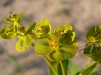 Tyräkit (Euphorbia nicaeensis ssp. stepposa)
