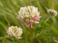 Клевер гибридный, или Клевер розовый (Trifolium hybridum)