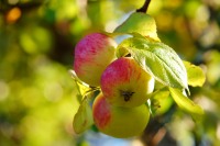 Apple tree (Malus)