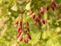 Ruostehappomarja (Berberis vulgaris)