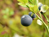 Common Bilberry (Vaccinium myrtillus)
