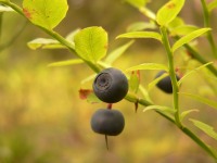 Черника (Vaccinium myrtillus)