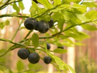 Mustikka (Vaccinium myrtillus)