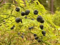 Mirtillo nero (Vaccinium myrtillus)