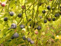 Mirtillo nero (Vaccinium myrtillus)