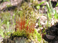 Blooming of moss in spring