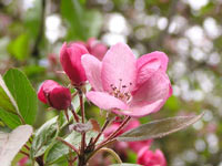 Blossoming of apple tree