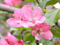 Blüte des Apfelbaumes