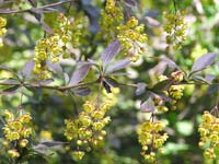 Blossoming of barberry