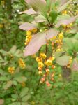 Crespino (Berberis vulgaris)