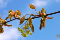 Acero riccio o platanoide (Acer platanoides)