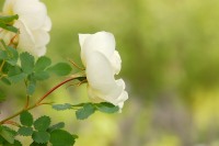 密刺蔷薇 (Rosa pimpinellifolia)