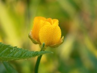 Botón de oro (Ranunculus acris)