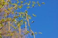 Hieskoivu (Betula pubescens)
