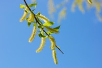 Catkins of willow