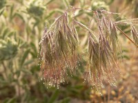 Cheat Grass, Drooping brome (Bromus tectorum)