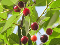 Cerise (Prunus cerasus)