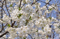 Amareno (Prunus cerasus)