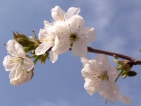 Cerezo común, cerezo ácido (Prunus cerasus)