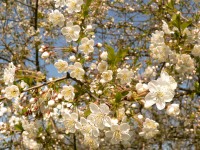 Cerezo común, cerezo ácido (Prunus cerasus)
